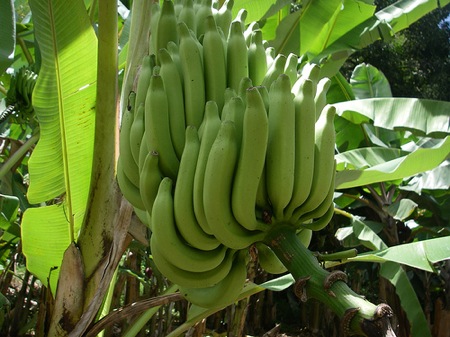 banane