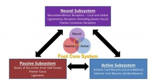 Le concept de  core stability  du pied 2